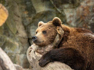 Lokatorzy Domku Niedźwiedzi już śpią. ZOO wydało komunikat