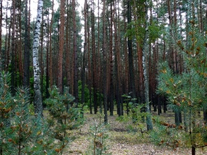 Zwłoki w koronie drzew. Nowe informacje ws. makabrycznego odkrycia