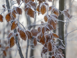 Dwucyfrowy mróz i silne śnieżyce. Taka pogoda nas czeka 