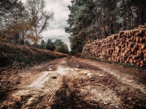 Wycinka drzew w Toruniu. Fala oburzenia: Nie było o tym mowy