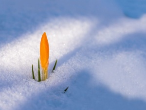 IMGW informuje: nadchodzi wiosna. Temperatura wystrzeli