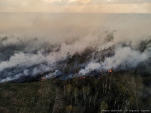 Zniszczenia są ogromne. Nowe informacje ws. pożaru w Biebrzańskim Parku Narodowym