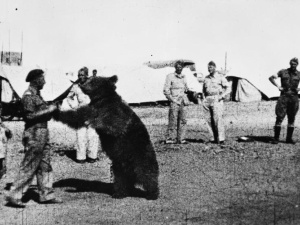 75 lat temu miś Wojtek rozstał się z żołnierzami Armii Andersa