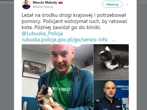 Policjant wstrzymał ruch na Drodze Krajowej, by ratować małego kotka. Internauci poruszeni