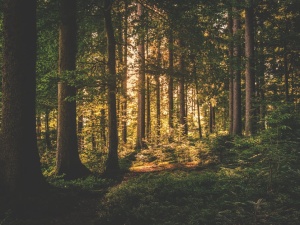 Polsce grożą kary za ochronę Puszczy Białowieskiej. W tym czasie Niemcy wycinają Las Hambach pod kopalnię