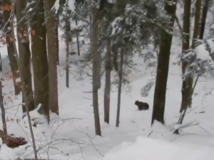 [video] Polski leśniczy nagrywa atak wilków na niedźwiedzie (sic!) i ratuje misie