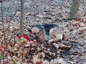 Przywiązała psa do drzewa i porzuciła go w lesie. Policja odnalazła wyrodną właścicielkę