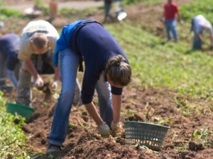 200zł na miesiąc i praca 18 godzin na dobę? Nowe pomysły Ministerstwa Rolnictwa