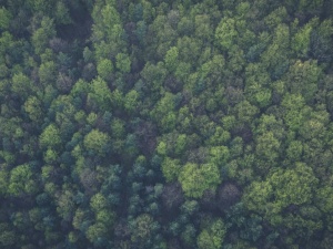 Pod ogromny zamek niszczona jest Puszcza Notecka w obszarze "Natura 2000"? Internauci komentują ostro