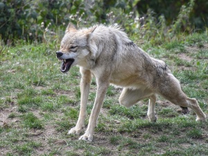 [Pitu Pitu na środę] Jaki Trzaskowskiemu wilkiem