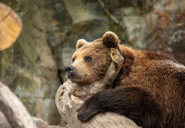 Lokatorzy Domku Niedźwiedzi już śpią. ZOO wydało komunikat