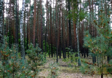 Zwłoki w koronie drzew. Nowe informacje ws. makabrycznego odkrycia