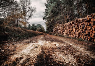 Wycinka drzew w Toruniu. Fala oburzenia: Nie było o tym mowy