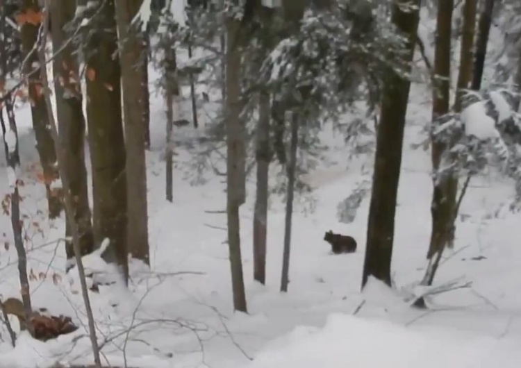  [video] Polski leśniczy nagrywa atak wilków na niedźwiedzie (sic!) i ratuje misie