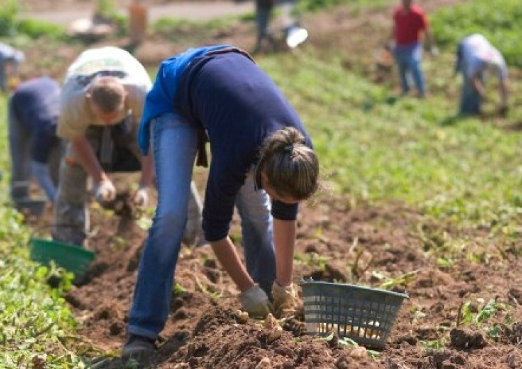  200zł na miesiąc i praca 18 godzin na dobę? Nowe pomysły Ministerstwa Rolnictwa