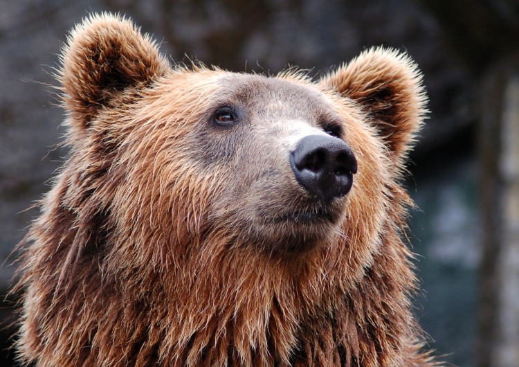 niedźwiedź Krwawy atak niedźwiedzia w Bieszczadach