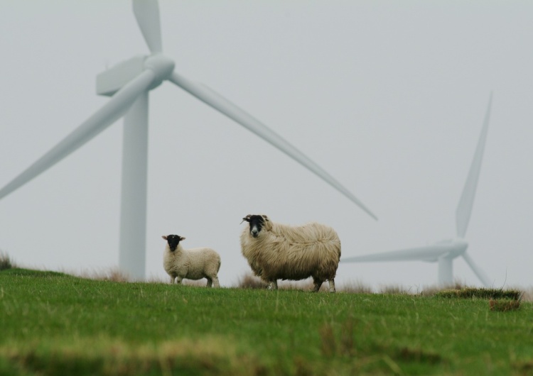 Turbiny wiatrowe. Ilustracja poglądowa UE ugryzła się we własny ogon? Nowa dyrektywa doprowadzi do likwidacji farm wiatrowych? 