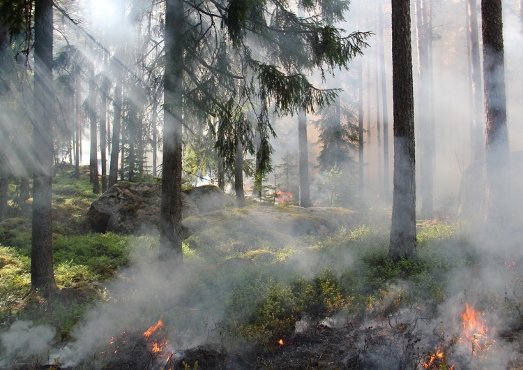 Płonący las / zdjęcie poglądowe  Alert RCB dla mieszkańców kilku województw 