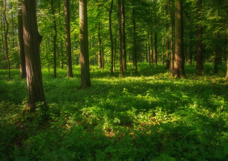 Polski las, zdjęcie poglądowe Potężne uderzenie w polskie lasy. Mówi się o miliardach strat i dziesiątkach tysięcy zwolnionych pracowników