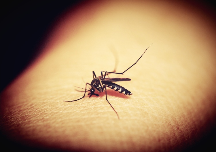 komar tygrysi Komary przenoszące śmiertelną chorobę rozprzestrzeniają się po Europie 