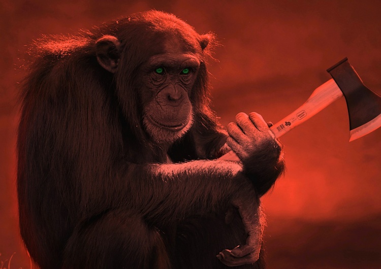 Małpa z siekierą. Ilustracja poglądowa Znany popularyzator nauki opublikował tekst w Polityce. Transaktywiści wpadli w histerię