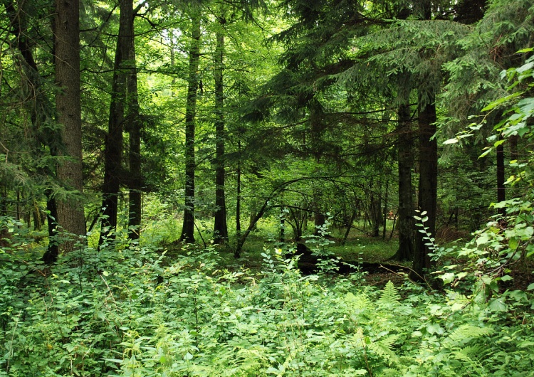 Puszcza Białowieska  Poznaj 