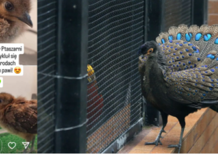 Kolaż: z lewej - pisklę wieloszpona pawiego (relacja zoo na Instagramie), z prawej - dorosły osobnik (autorstwa Sham Edmond - Flickr: Malayan Peacock-pheasant, CC BY 2.0, https://commons.wikimedia.org/w/index.php?curid=3129104) Warszawskie zoo wydało komunikat