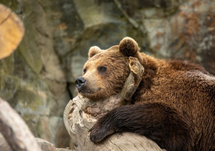 zdjęcie ilustracyjne Lokatorzy Domku Niedźwiedzi już śpią. ZOO wydało komunikat