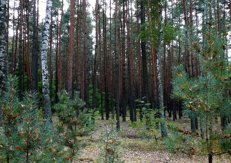 Las. Zdjęcie ilustracyjne Zwłoki w koronie drzew. Nowe informacje ws. makabrycznego odkrycia