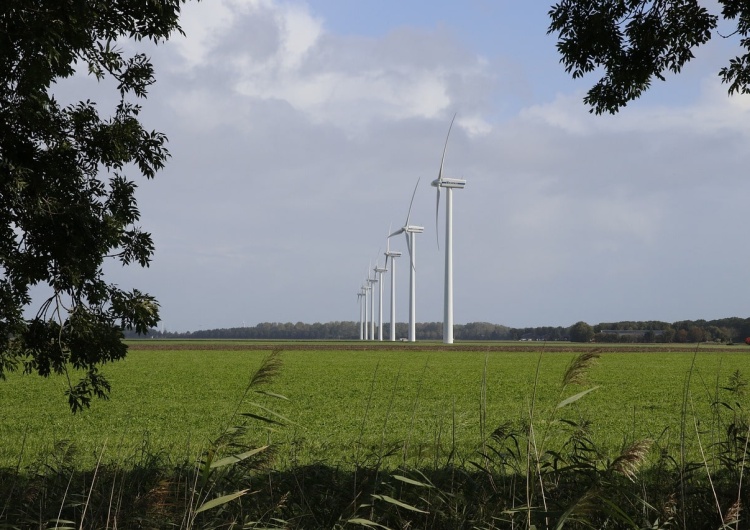 Wiatraki, zdjęcie podglądowe Rząd Tuska ma postawić farmy wiatrowe w polskich lasach