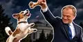 Donald Tusk z kością i pies