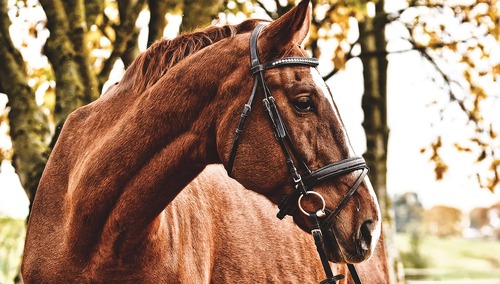 koń - zdjęcie ilustracyjne