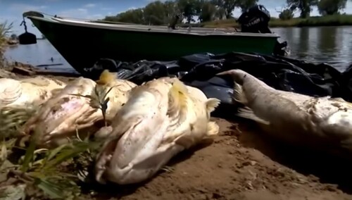 Śnięte ryby w Odrze