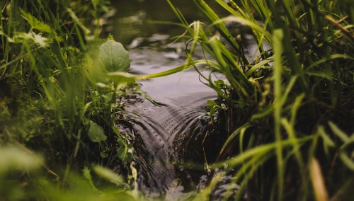 Zieleń / zdjęcie ilustracyjne