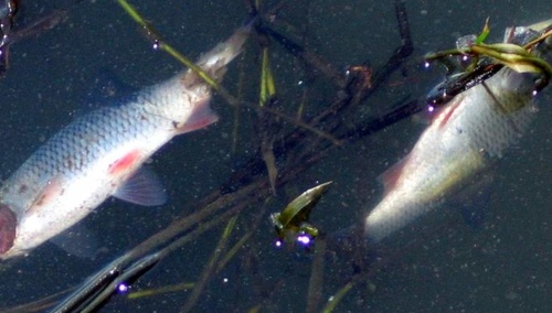 Śnięte ryby. Ilustracja poglądowa 