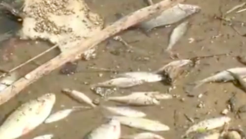 [WIDEO] „Panie Rafale może zbyt duże ozonowanie?”. Zatrważające nagrania z brzegu Wisły