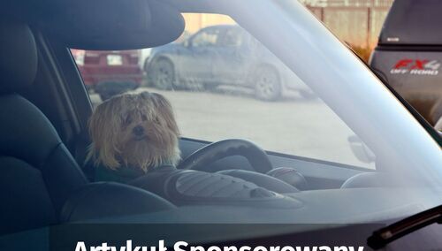 Pies w samochodzie