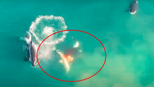 Krwiożerczy atak orek. Jest nagranie z drona [WIDEO]