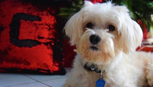 Maltańczyk - zdjęcie ilustracyjne