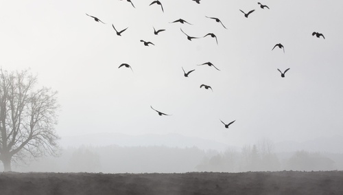 Krajobraz - lecące ptaki