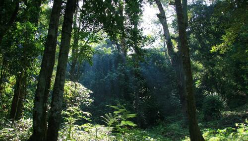 Las deszczowy, zdjęcie poglądowe