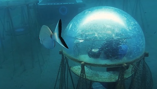 Podwodna farma Nemo's Garden