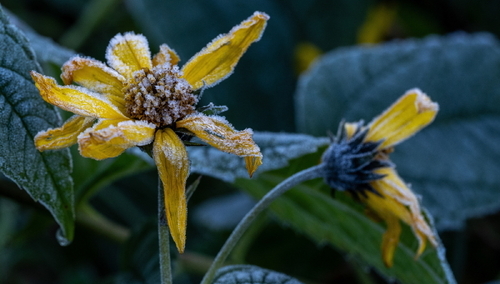 Jesienne przymrozki, zdjęcie poglądowe