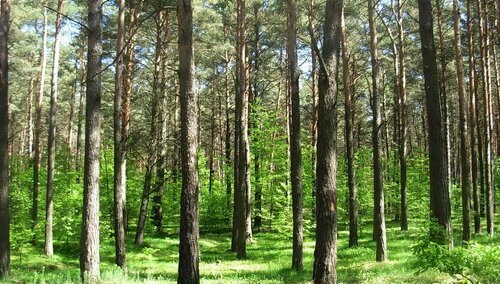 Bór świeży w Puszczy Bydgoskiej