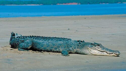 Policja poszukuje groźnego krokodyla, który uciekł z hodowli. Mógł trafić do Odry