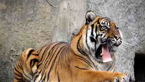 Tygrys w zoo (zdj. ilustracyjne)