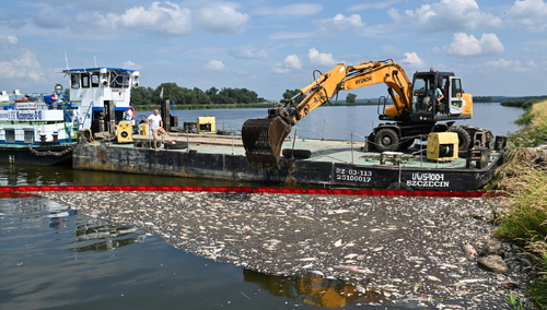 Krajnik Dolny, 15.08.2022. Akcja usuwania martwych ryb z Odry