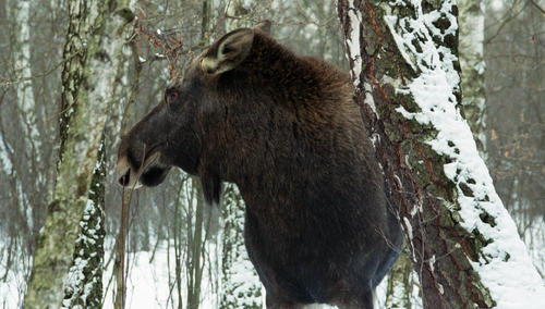 [Tylko u nas] Jakub Pacan: Terapia lasem w czasie pandemii