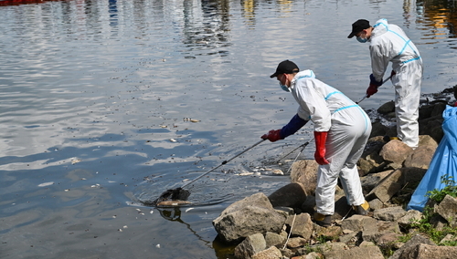 Niemiecka agencja: „Podejrzenie strony niemieckiej, że przyczyną śmierci ryb była rtęć, nie zostało potwierdzone”