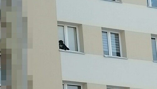 "Spędził tam co najmniej 40 minut". Zwyrodnialec zamknął psa na parapecie na... 9 piętrze
